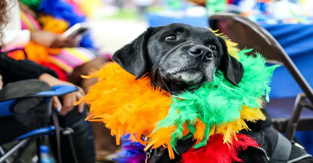 dog wearing a rainbow sash